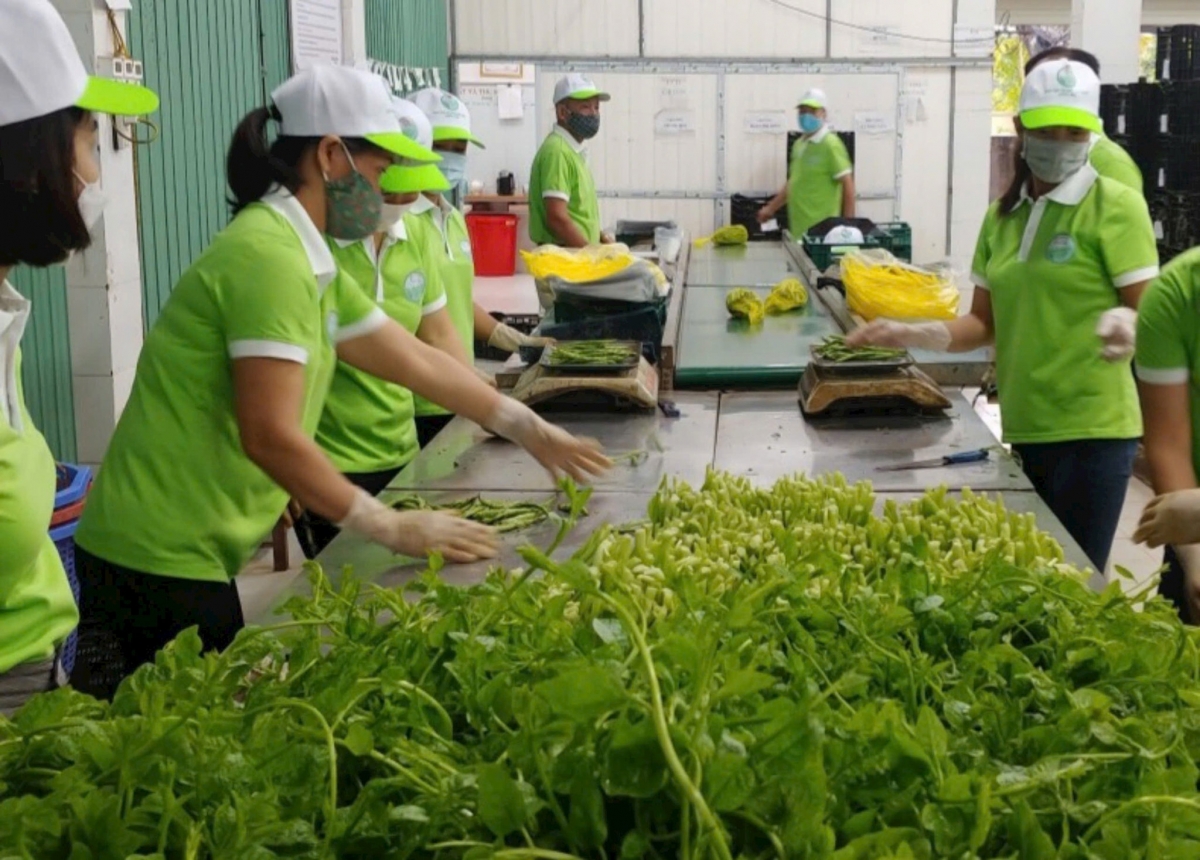 Hợp tác xã Sản xuất, kinh doanh và dịch vụ nông nghiệp Văn Đức (xã Bát Tràng) là một trong những hợp tác xã đẩy mạnh liên kết sản xuất rau an toàn.