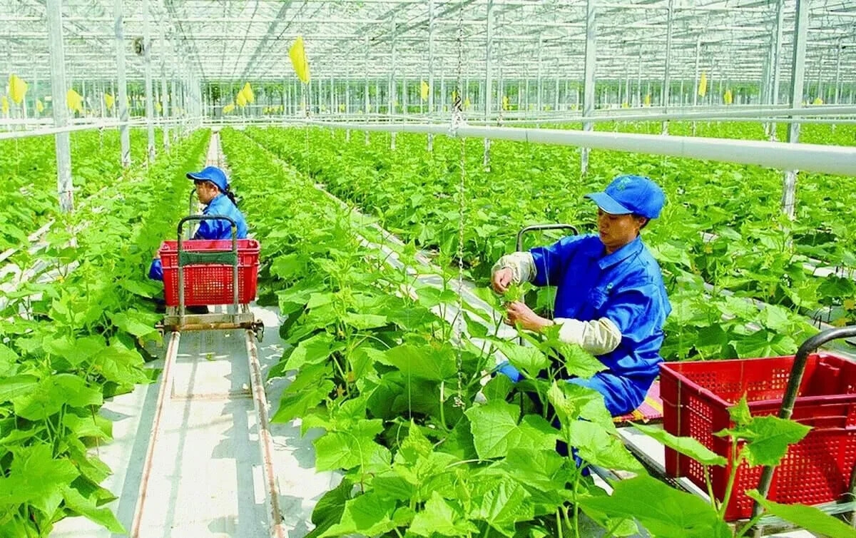 Động lực mới để Hà Nội phát triển nông nghiệp, nông thôn