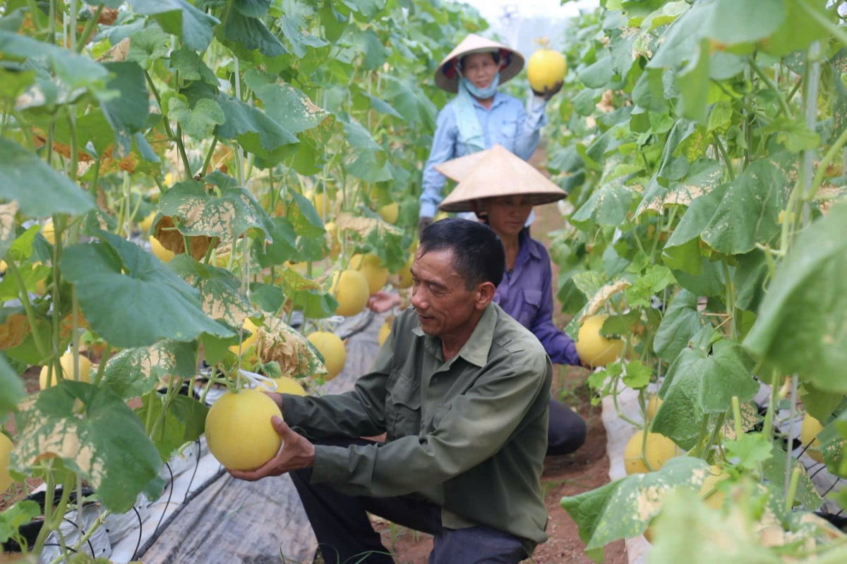 Hà Nội cũng tập trung nâng cao chất lượng sản xuất nông nghiệp theo các tiêu chuẩn an toàn và bền vững.