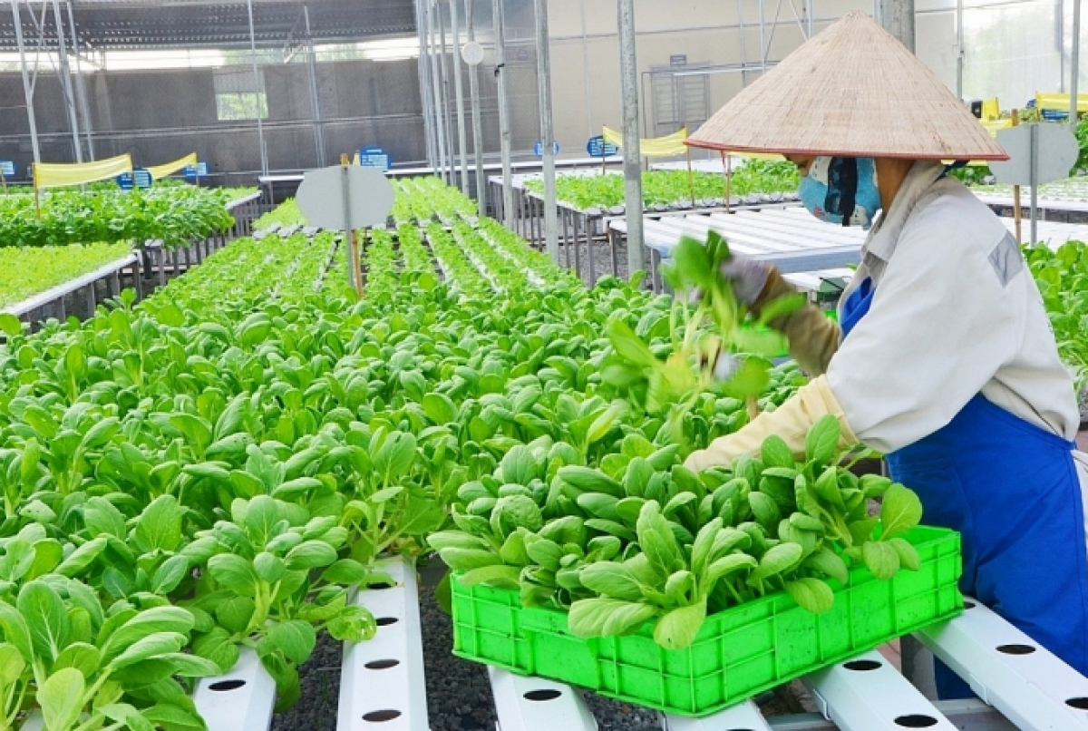 Hà Nội khuyến khích phát triển nông nghiệp theo hướng hiện đại
