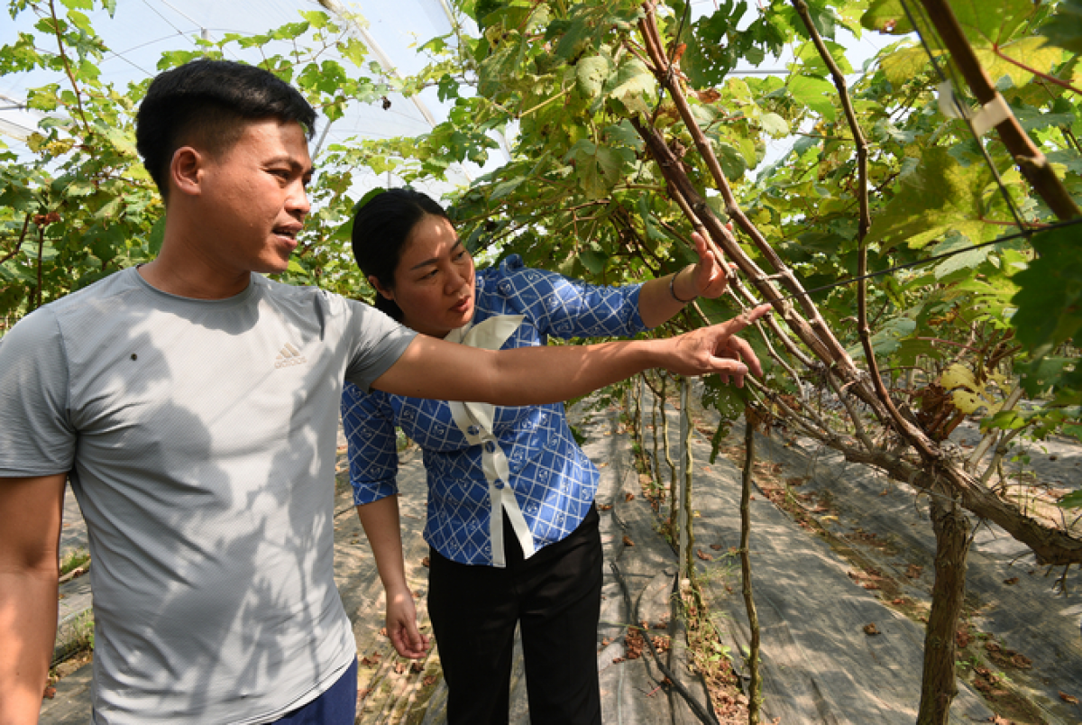 Mô hình trồng nho Hạ đen của anh Vương Đắc Lộc ở xã Quốc Oai, Hà Nội