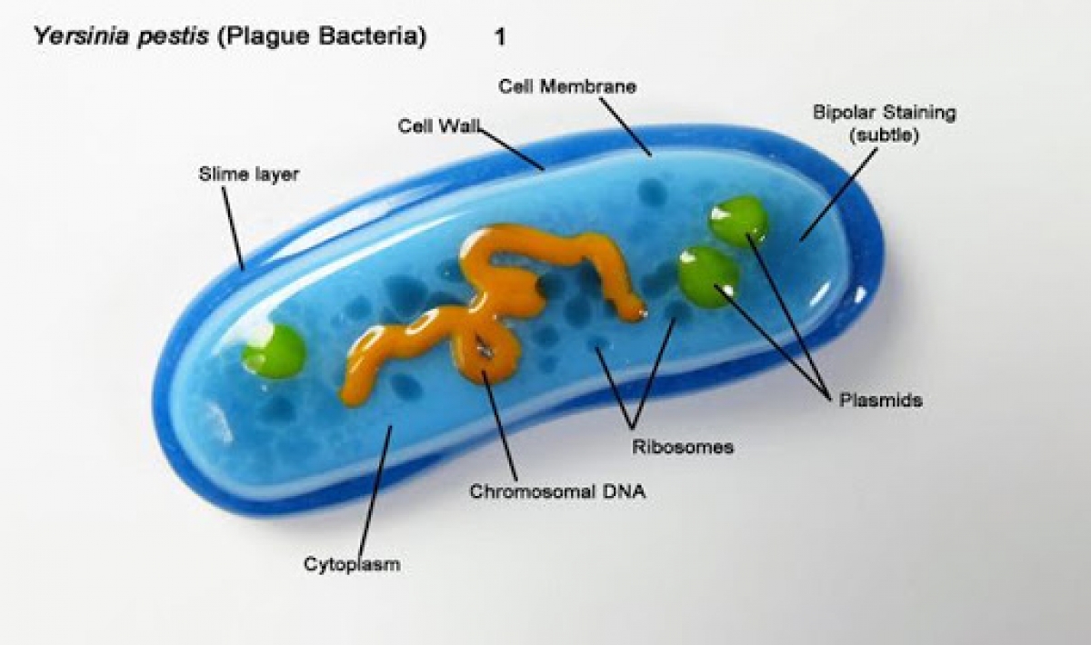 Vi khuẩn Yersinia pestis gây bệnh dịch hạch.