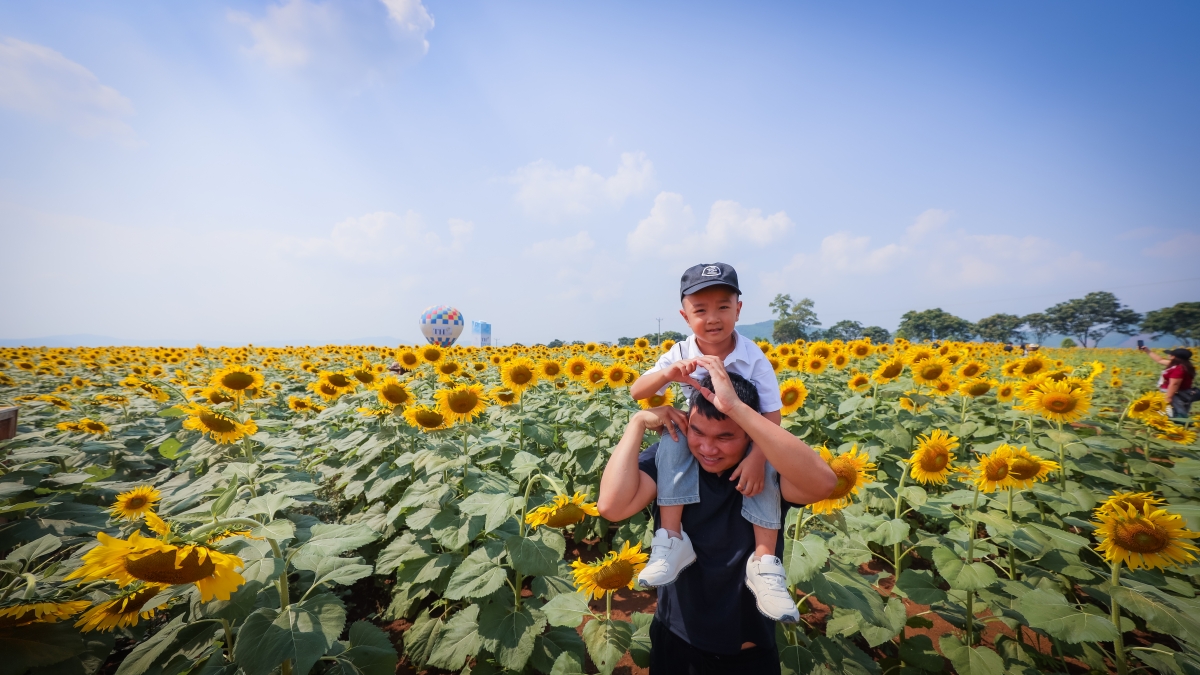 Cánh đồng hoa hướng dương không xuất hiện cố định hàng năm ở một địa điểm mà ở nhiều khu vực của trang trại TH