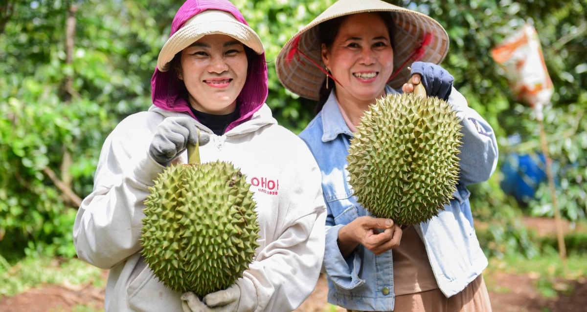 Sầu riêng - động lực tăng trưởng của xuất khẩu rau quả trong những tháng cuối năm