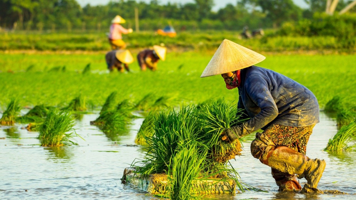 Người dân gắn bó với cây lúa