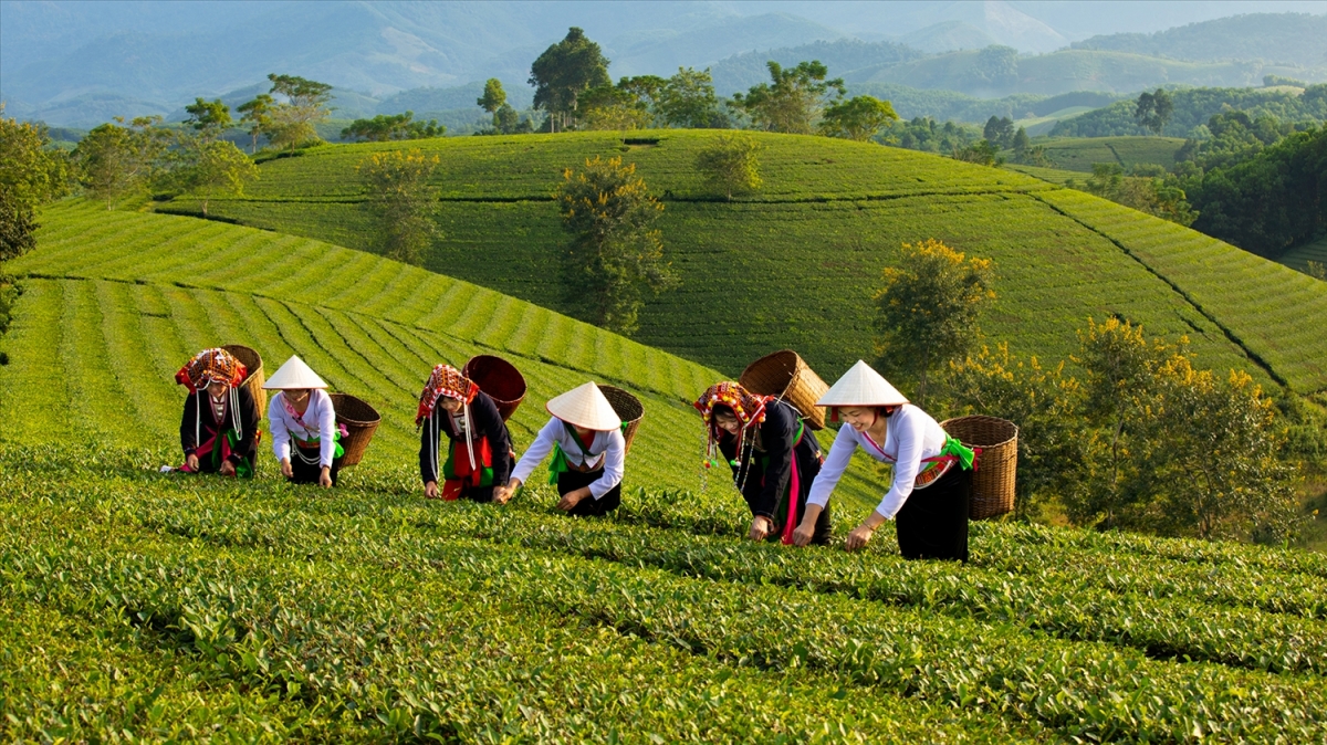Đồi chè Long Cốc, tỉnh Phú Thọ