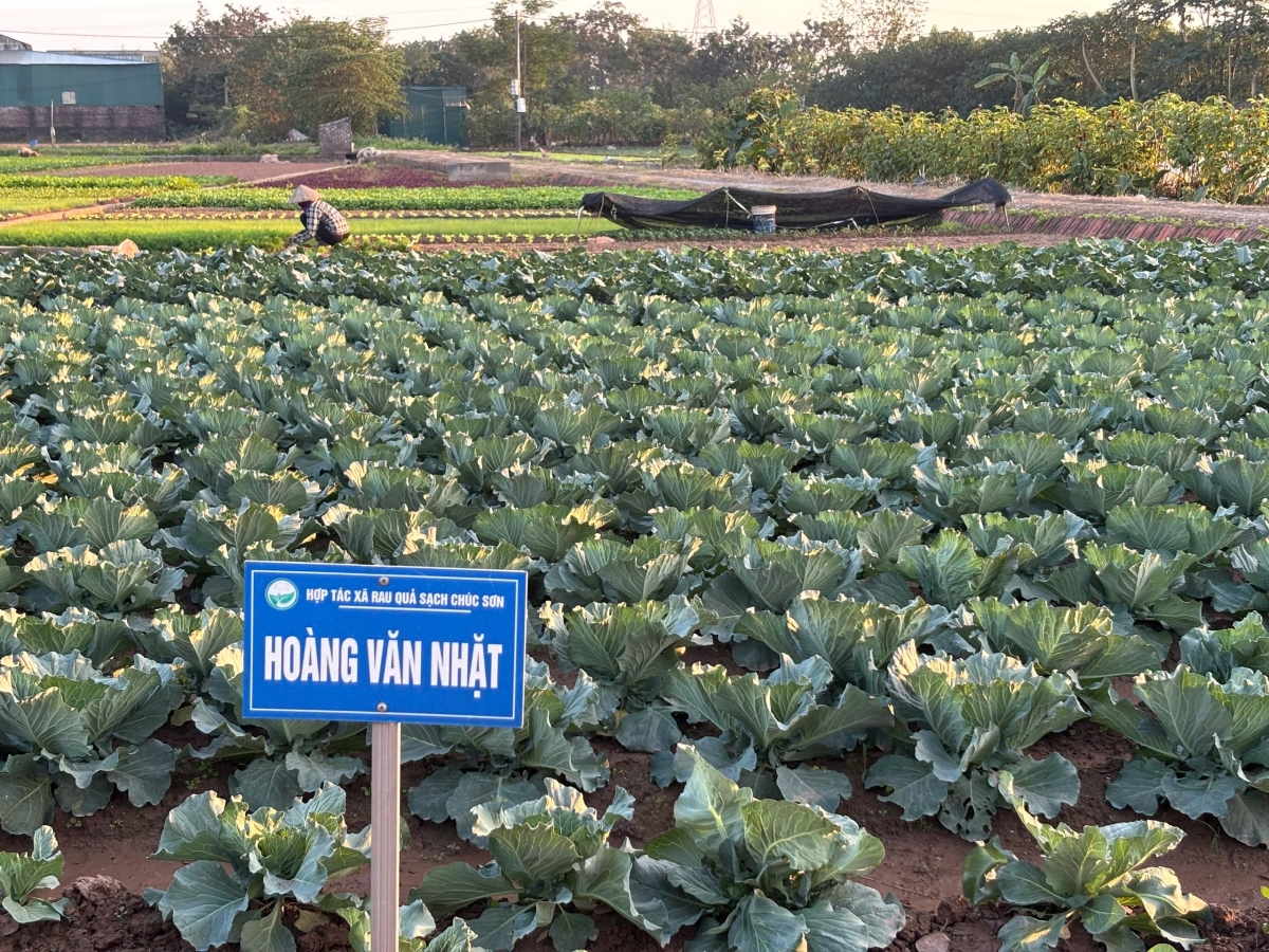 Vườn rau của HTX Rau quả sạch Chúc Sơn, Hà Nội