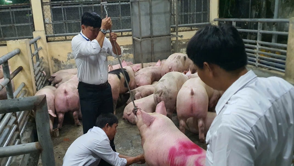 Cơ quan chức năng lấy mẫu heo để phân tích.