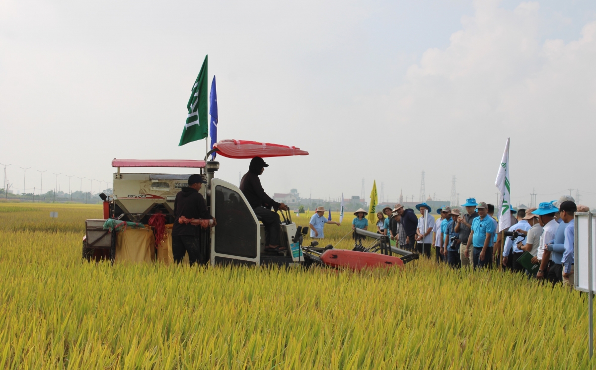 Mô hình canh tác lúa hiệu quả cao - xanh và bền vững tại xã Nghĩa Sơn, tỉnh Ninh Bình