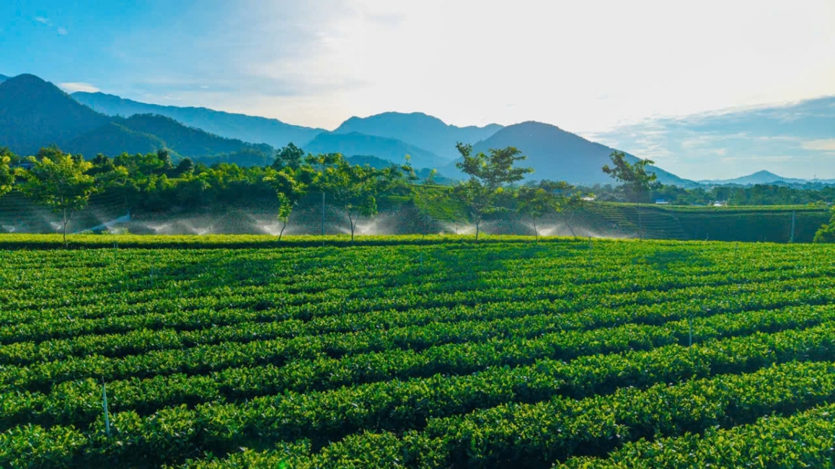 Đồi chè sạch ở Thái Nguyên trồng theo tiêu chuẩn VietGap (ảnh : Công Luận)