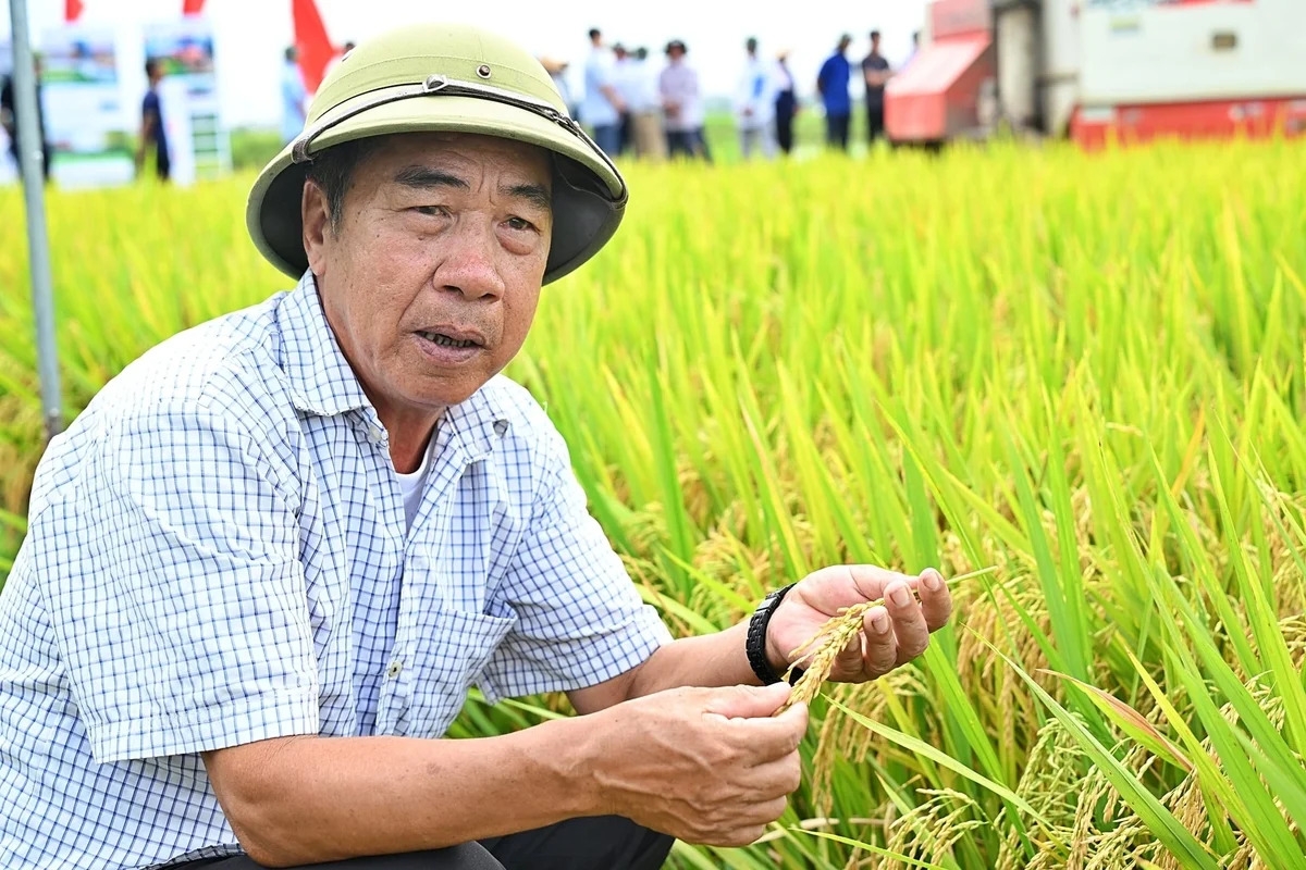 Ông Trần Thanh Hương, Giám đốc Hợp tác xã Dịch vụ nông nghiệp Hữu Chung phấn khởi với hiệu quả mô hình. Ảnh: Bảo Thắng.
