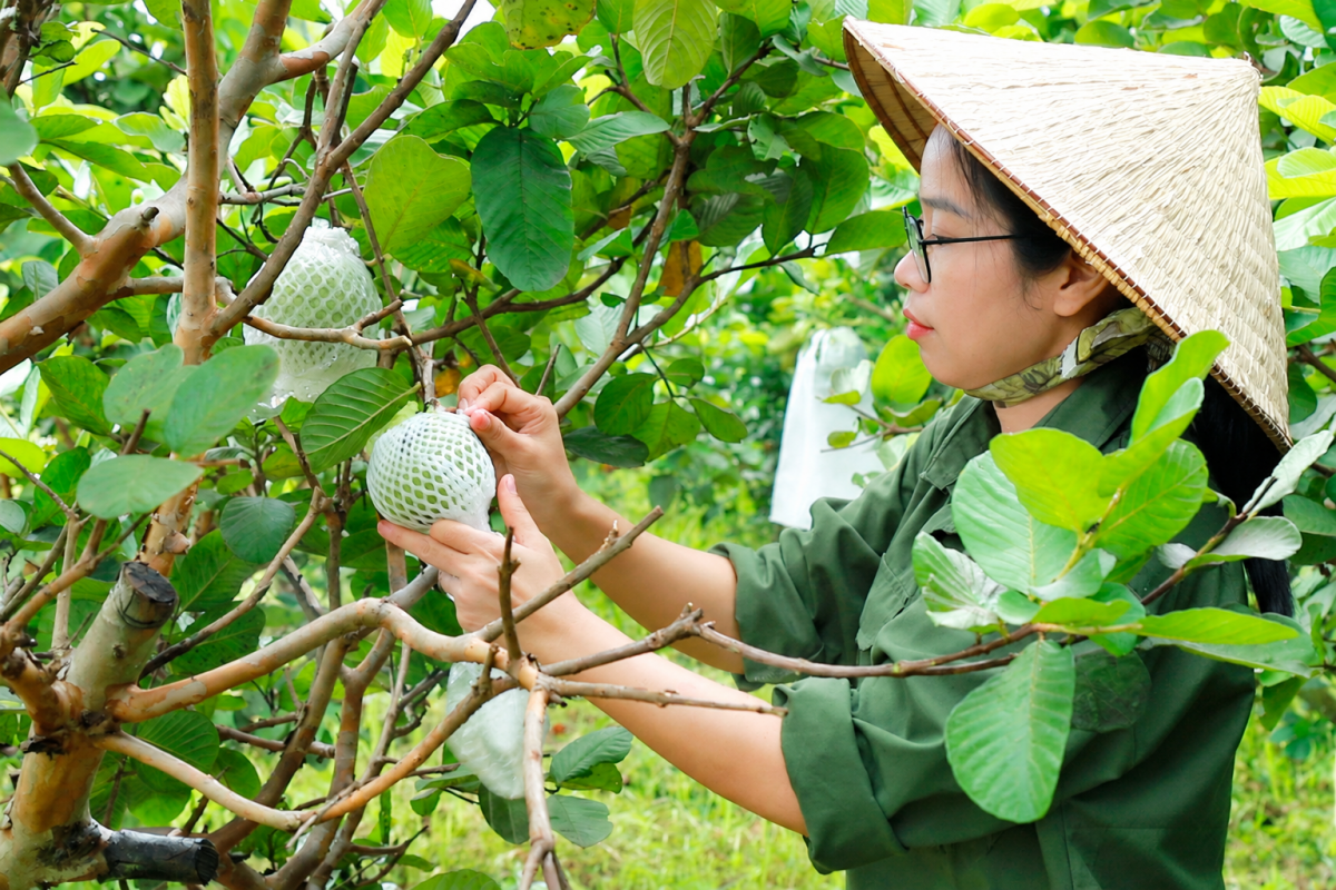 Nguồn vốn tín dụng chính sách được sử dụng hiệu quả, giúp cây trồng phát triển ổn định, đời sống các hộ vay từng bước cải thiện