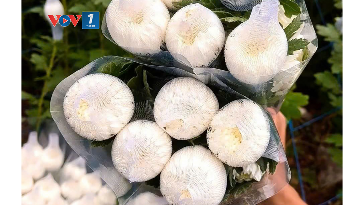 Những bông hoa cúc trắng được bao gói cần thận để từ Đà Lạt vận chuyển xuống Thành phố Hồ Chí Minh