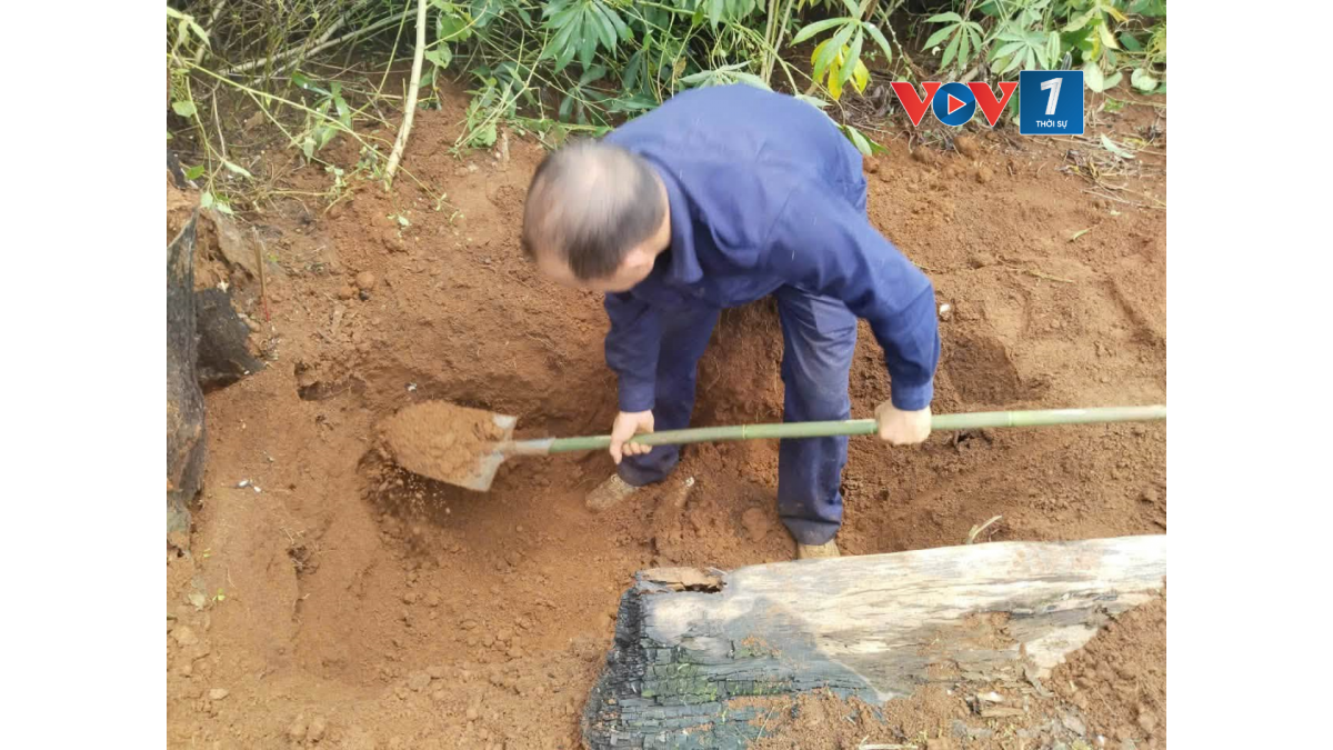 Hai hài cốt nằm cách nhau 2m và nằm gần một gốc cây lớn. Gốc cây này đã chết khi người dân địa phương tiến hành dọn dẹp để trồng sắn. (Ảnh: Đội K51, Bộ CHQS tỉnh Đắk Lắk)