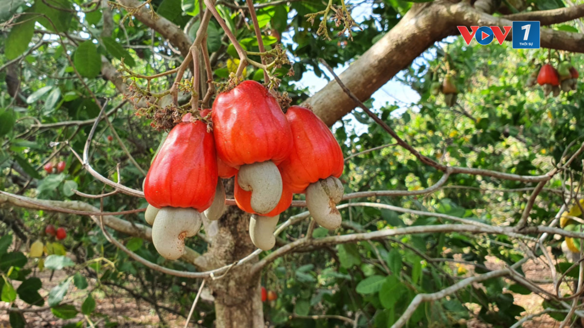 Hợp tác xã Hoàng Anh đã sử dụng trái điều để làm nước mắm, rượu điều (ảnh: Bà tư Bình Phước)