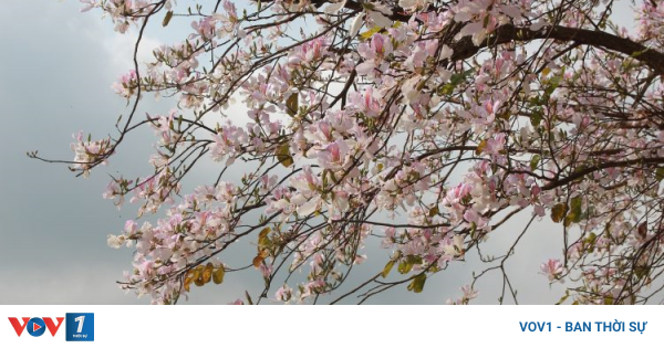 Mùa hoa ban rực rỡ nơi núi rừng Điện Biên - Tây Bắc (25/3/2024) | VOV1 ...